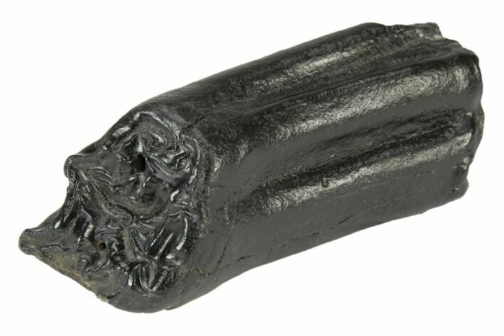 Pleistocene Aged Fossil Horse Tooth - South Carolina #239798